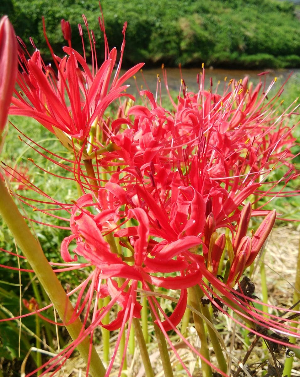 川縁に咲く花