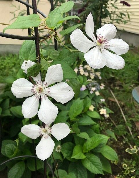 (*´∀`)♪同じ花だけど 返り咲き🌱白い花