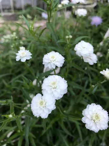 (*´∀`)♪同じ花だけど 返り咲き🌱白い花