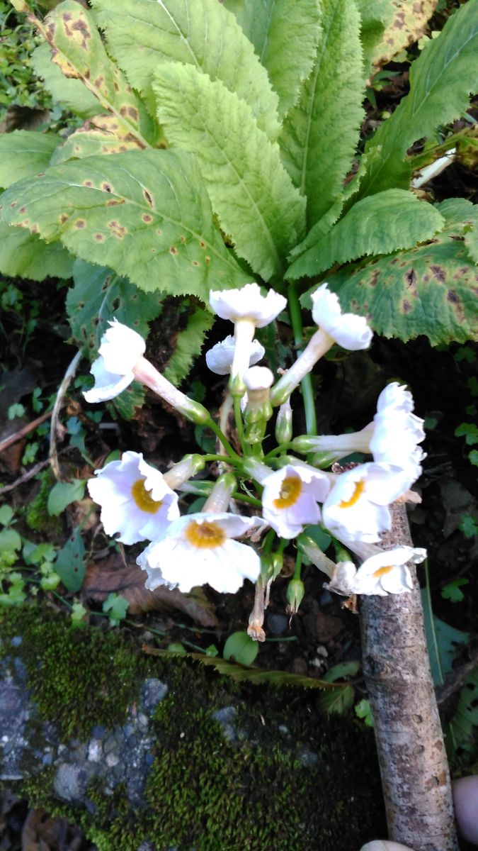 野菊　咲きだしました🎵　シルバー川柳👀