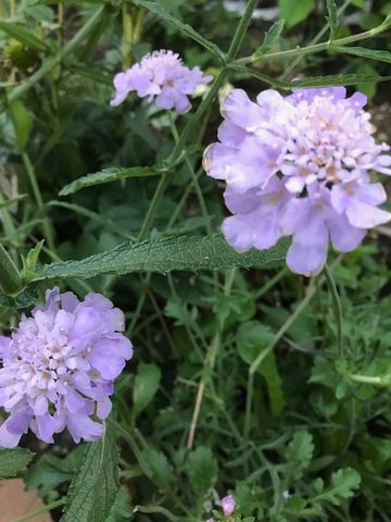 ( ・∇・)ピンクの花🌼🌼🌼 🌱 返り咲き🌱🌱