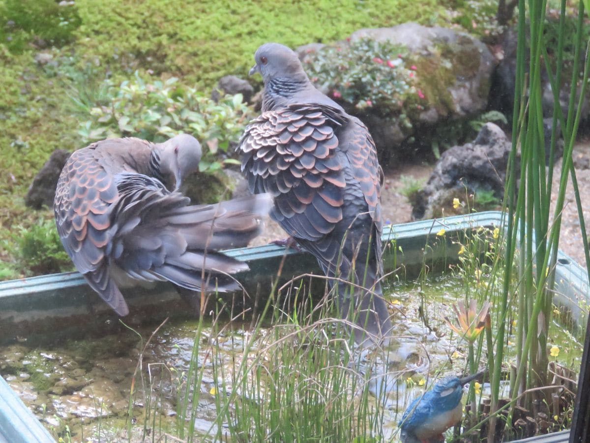 苔庭・黄昏前のキジバトさん