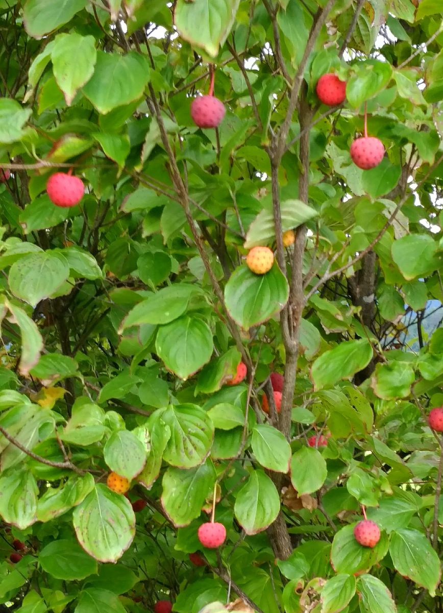 😋食べれる木の実💓ヤマボウシ💓