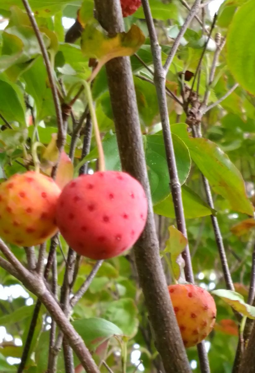 😋食べれる木の実💓ヤマボウシ💓