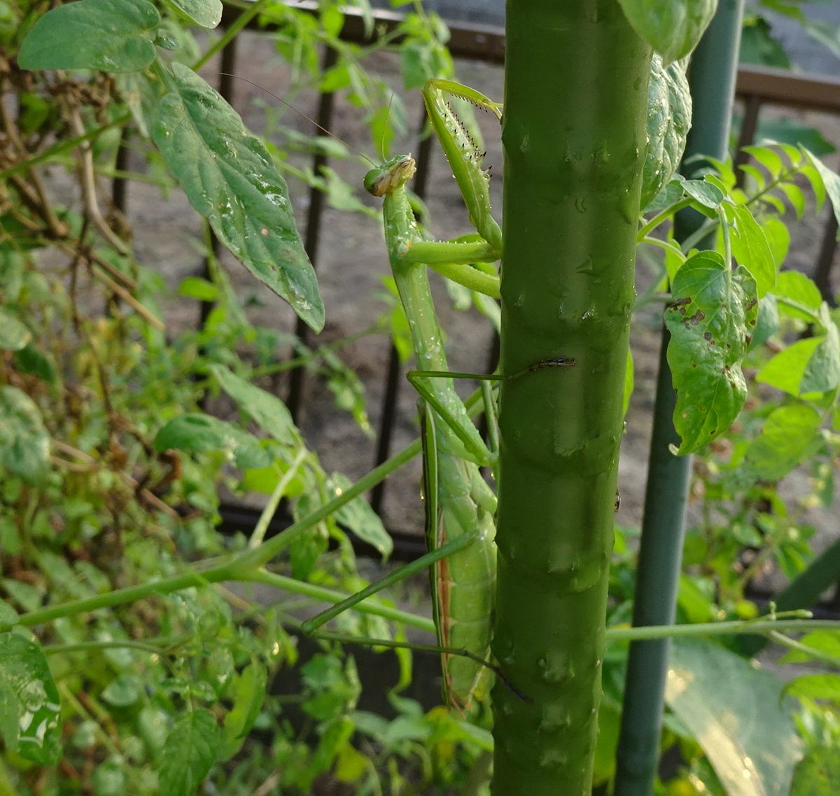 カエルと虫