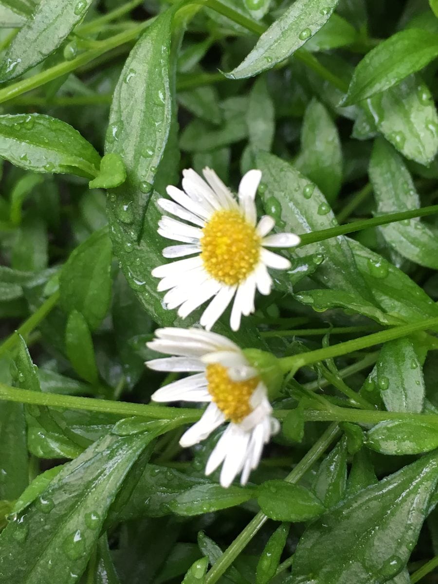 今朝の色々なお花さん🎵