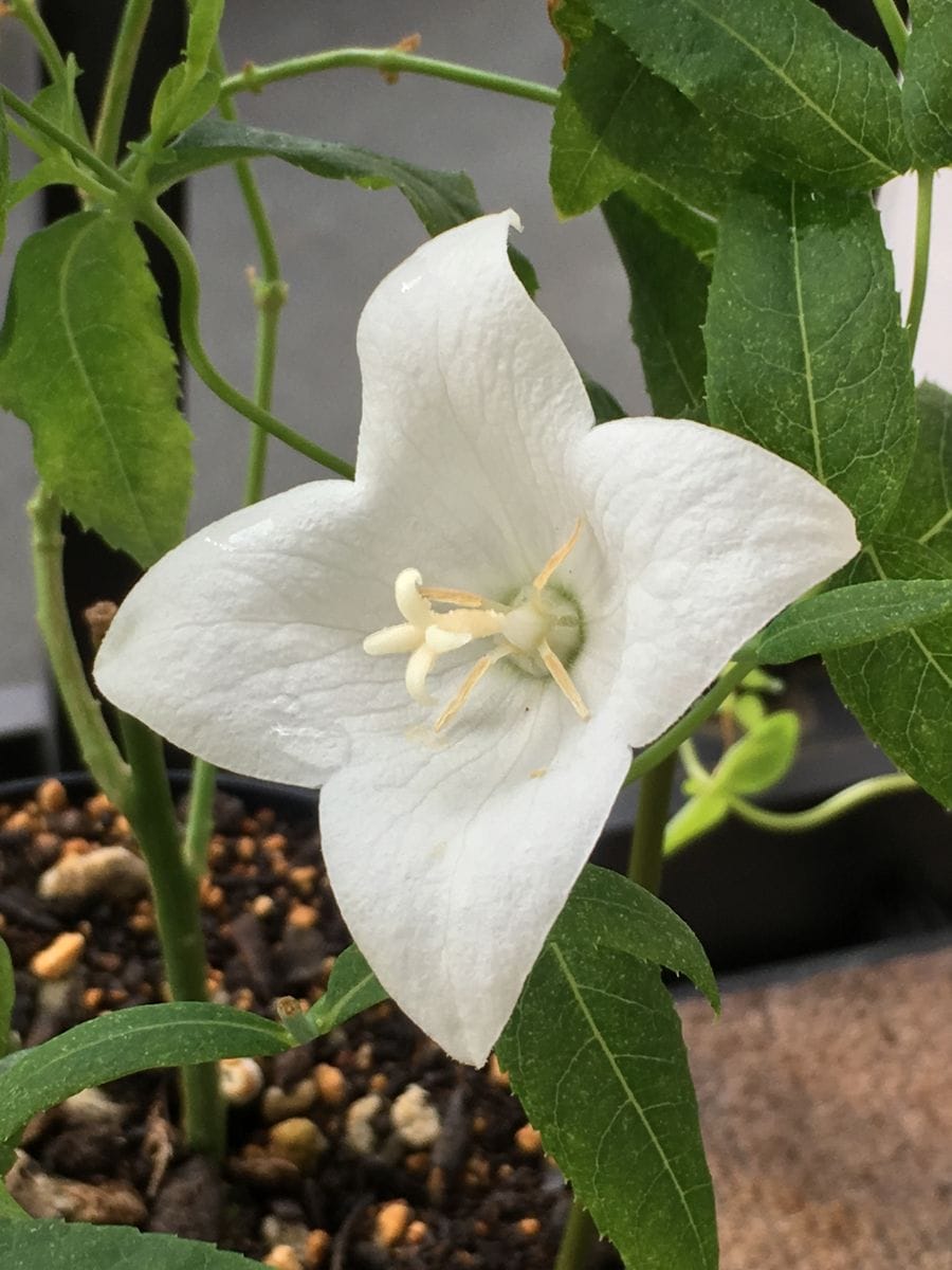 今朝の色々なお花さん🎵