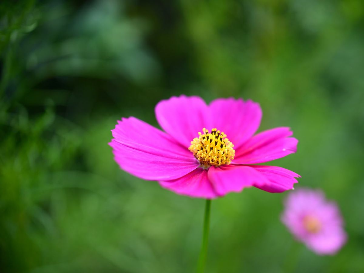 秋桜三色