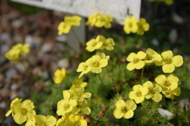 ベルギーの植物園４月・その２