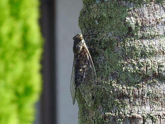 ゆく夏を惜しんで…