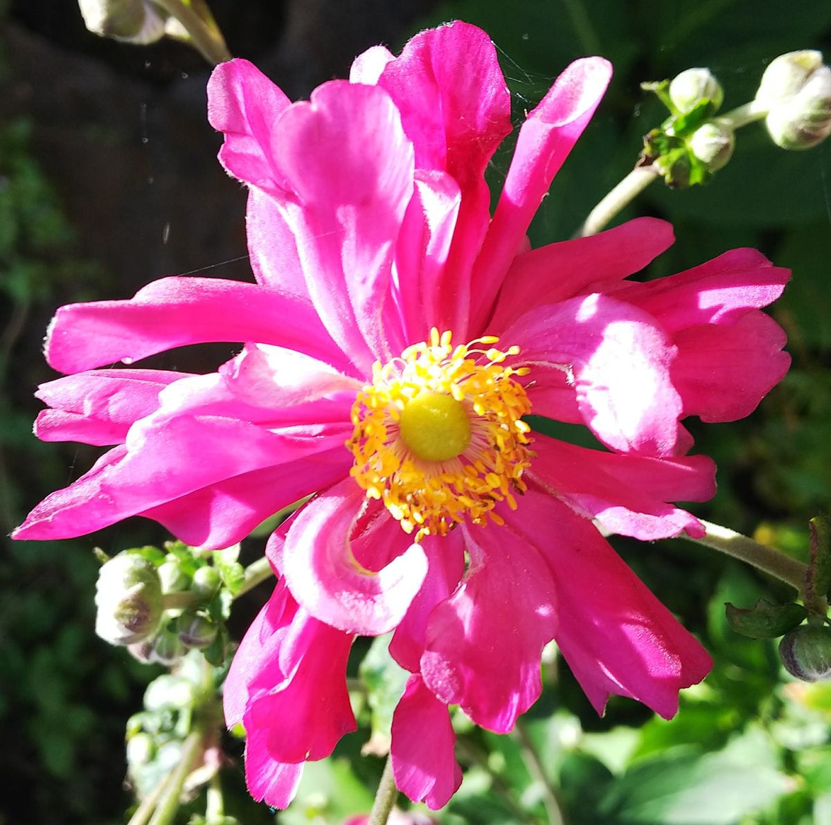 秋晴れに輝く花🌼