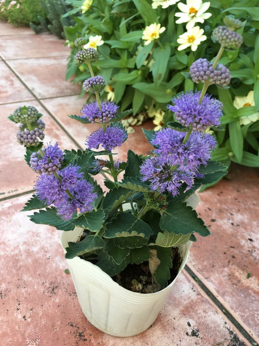 段菊の寄せ植え💦