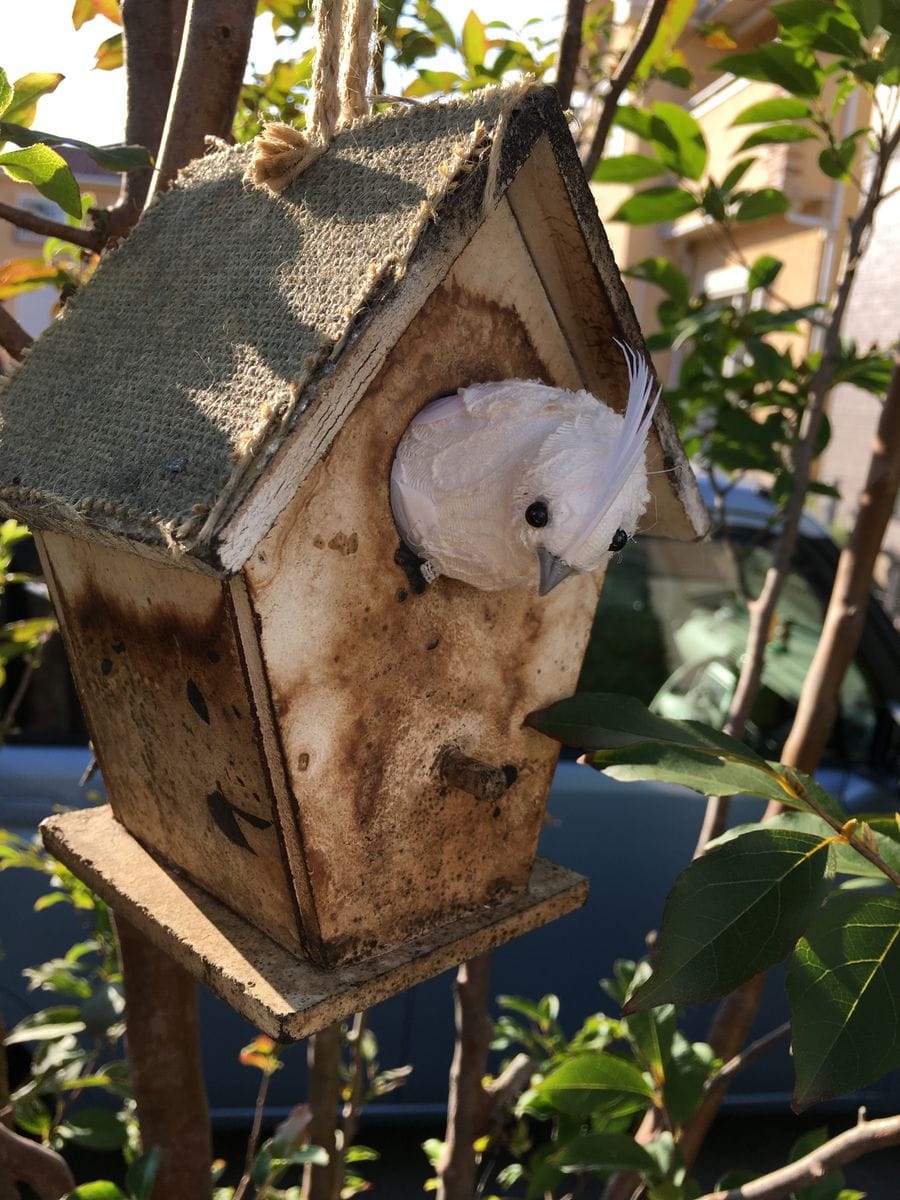 巣箱に、鳥さんがぁ😆‼・・・🙄