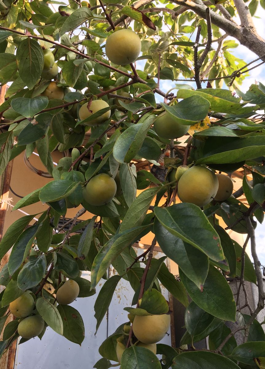 雑草の密林（虫）