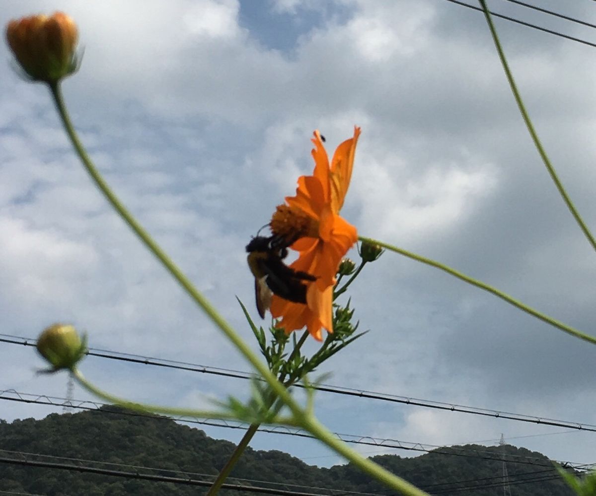 キバナは虫に大人気（虫）