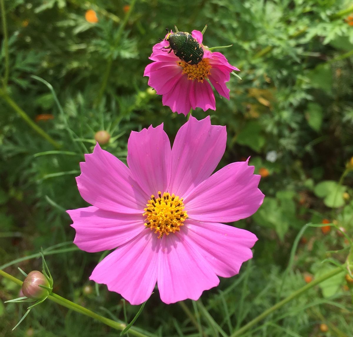 キバナは虫に大人気（虫）