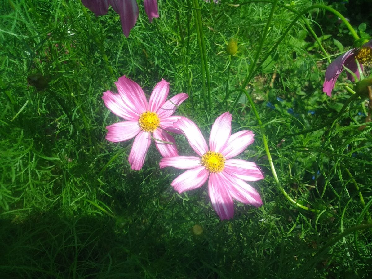 秋の花