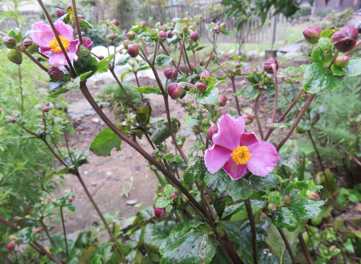 やっと咲き始め❁