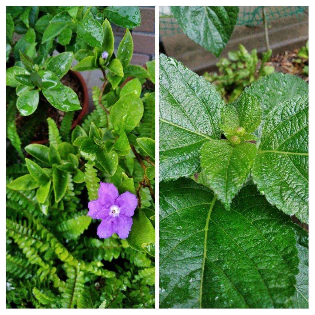 青、赤紫蘇に花穂❗