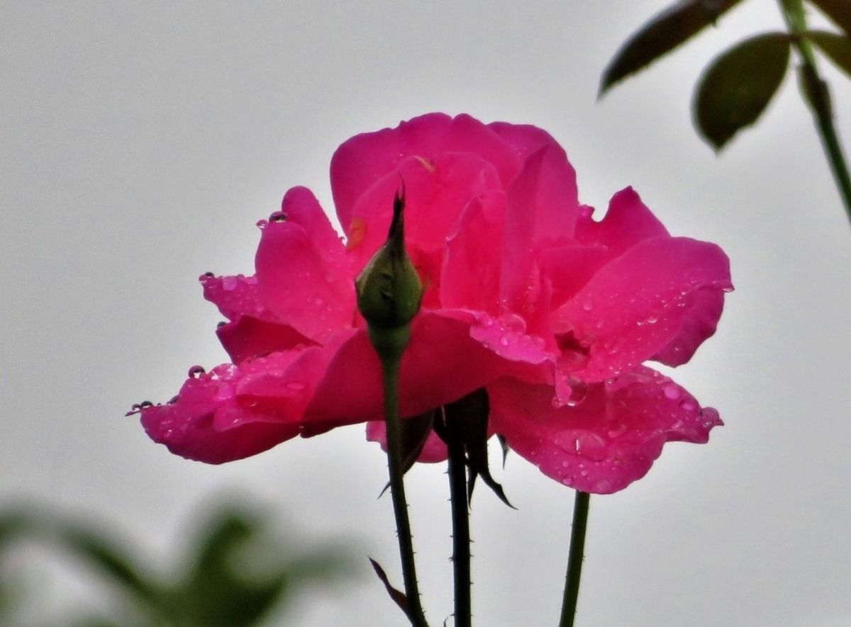 🌻今日の花たち🌻その10