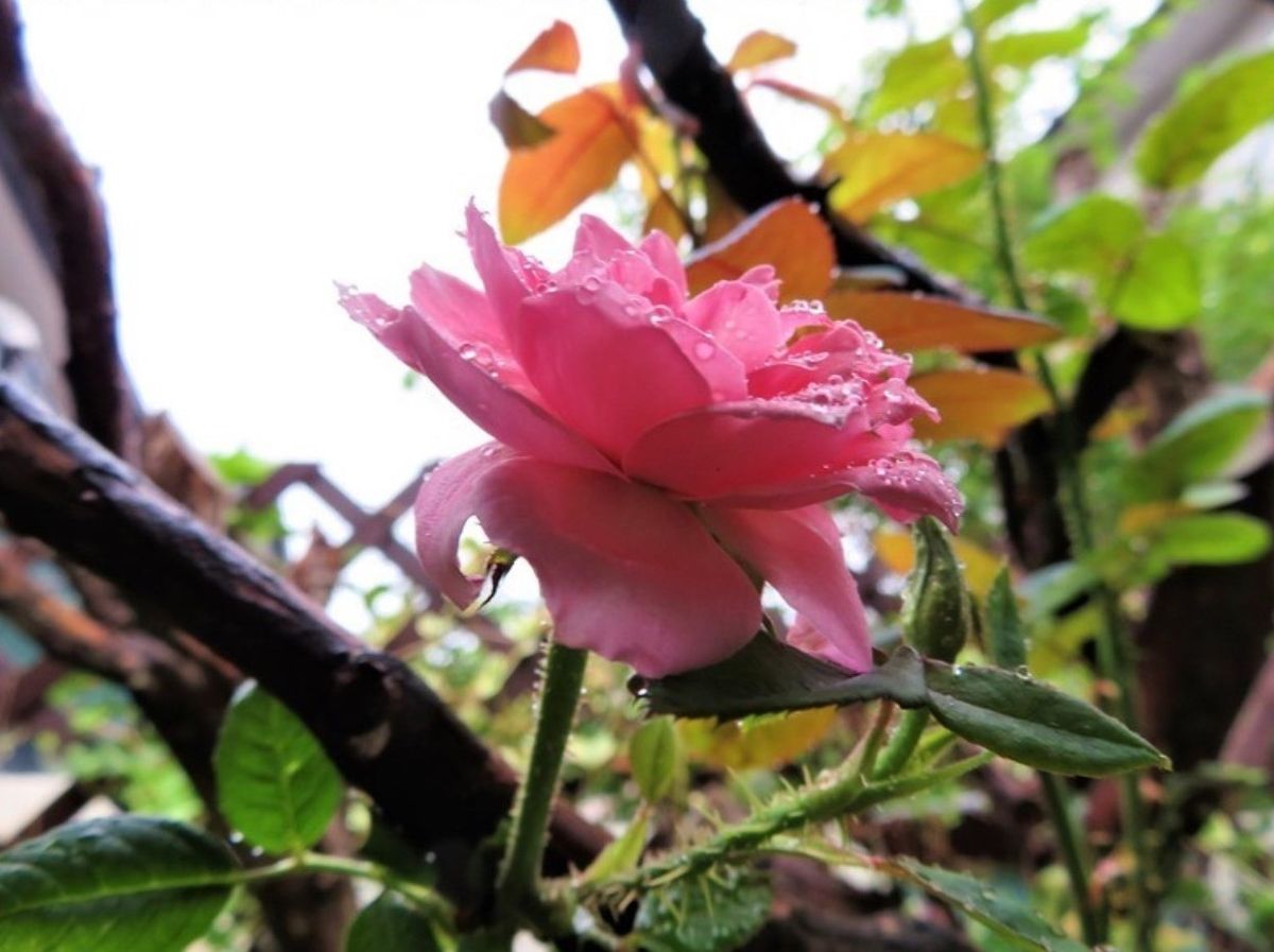 🌻今日の花たち🌻その10