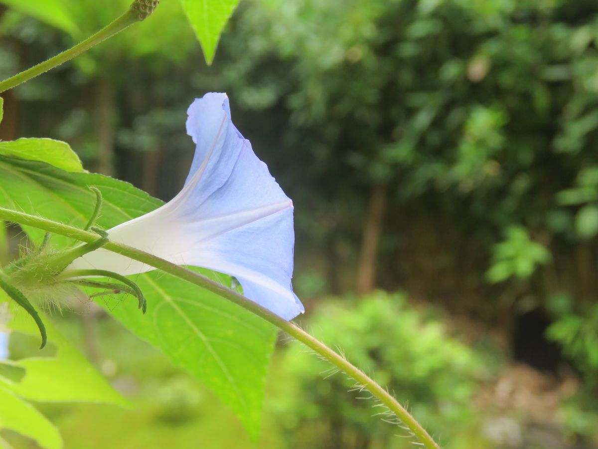 苔庭・夏の終わりを告げるアメリカアサガオ