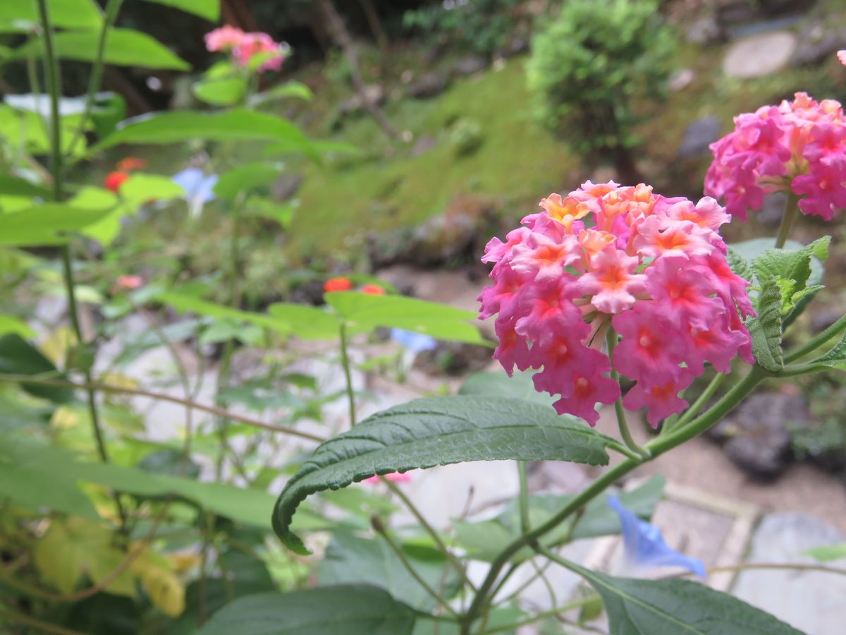 苔庭・ランタナが見ごろ