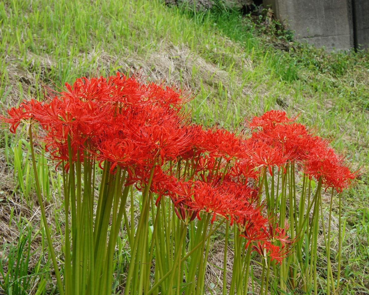 お彼岸にはやっぱり