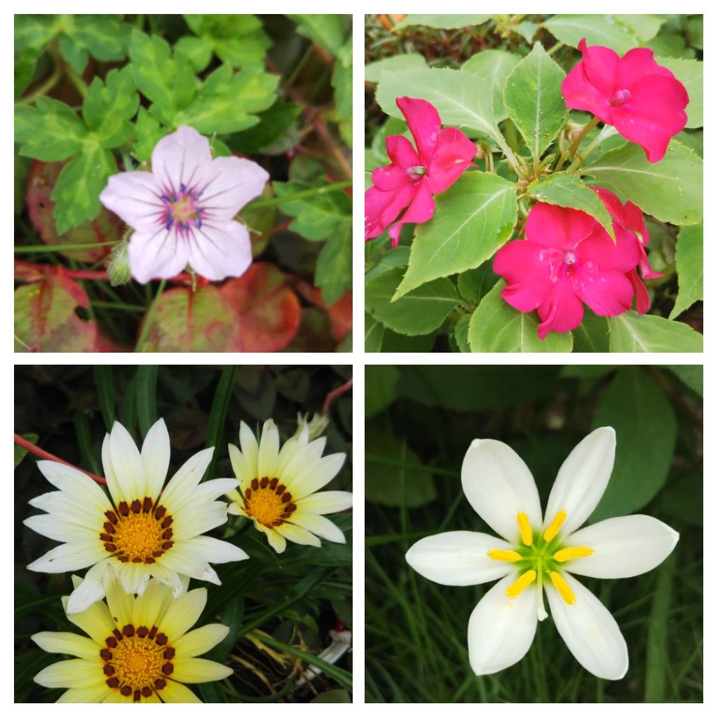 今朝の花と発芽苗🌱