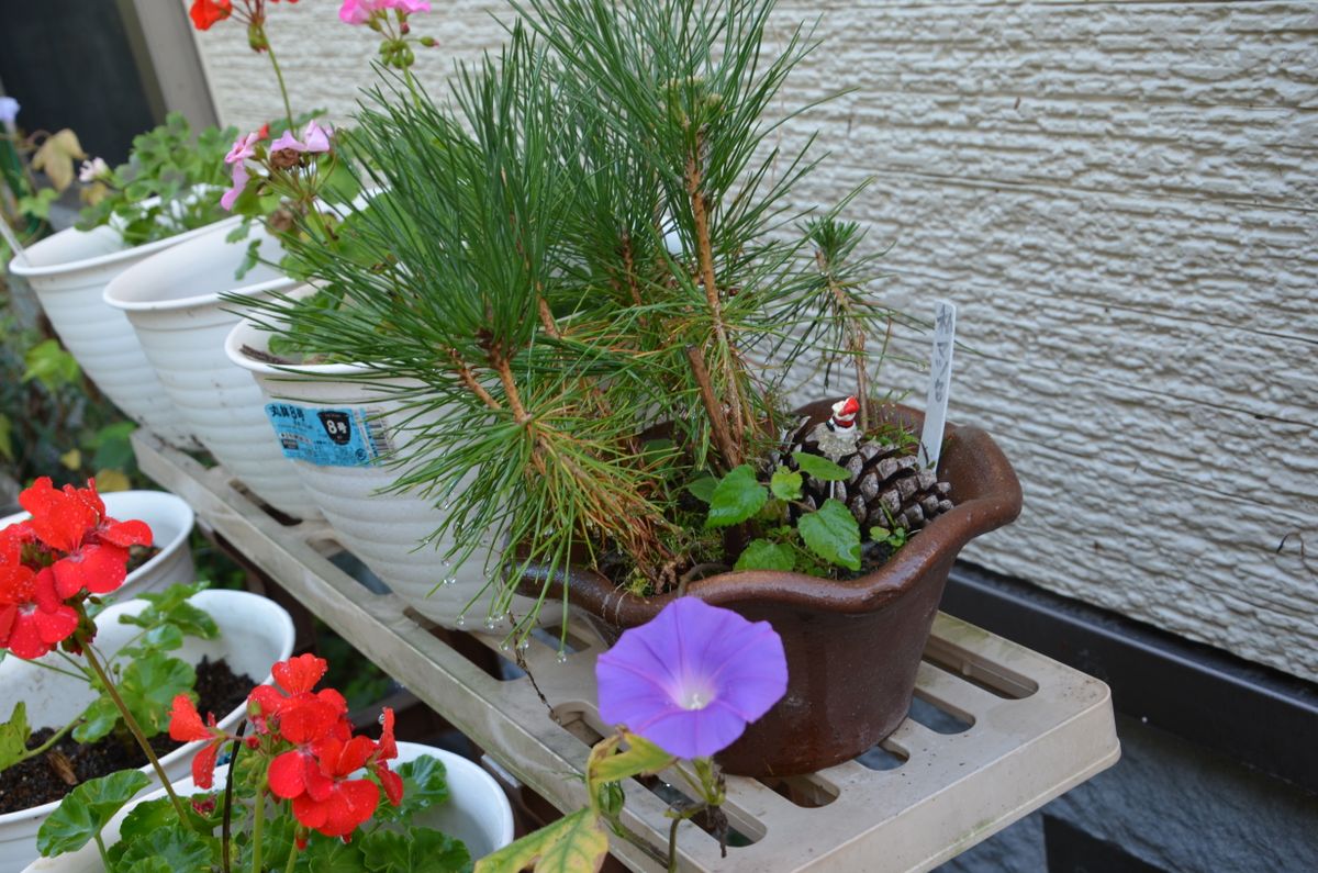 秋雨前線停滞中です。