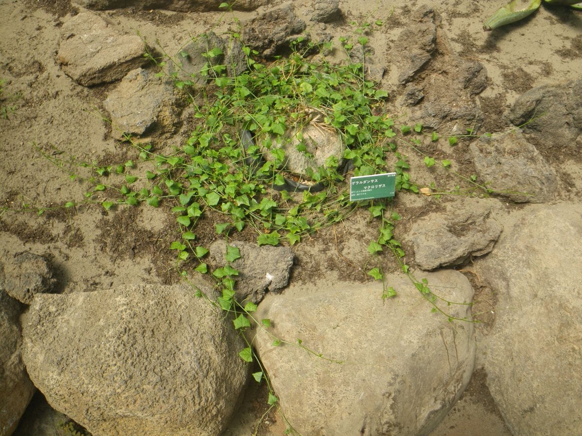 眠り布袋が開花しました