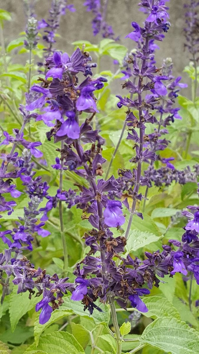 ふくおかルーバルガーデン2～秋の庭🎑へ❗植物園で出会えた花💠4～