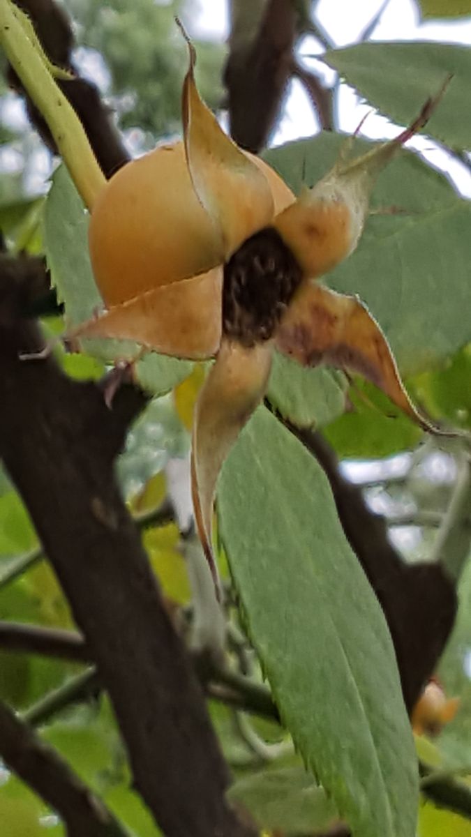 ふくおかルーバルガーデン2～秋の庭🎑へ❗植物園で出会えた花💠4～