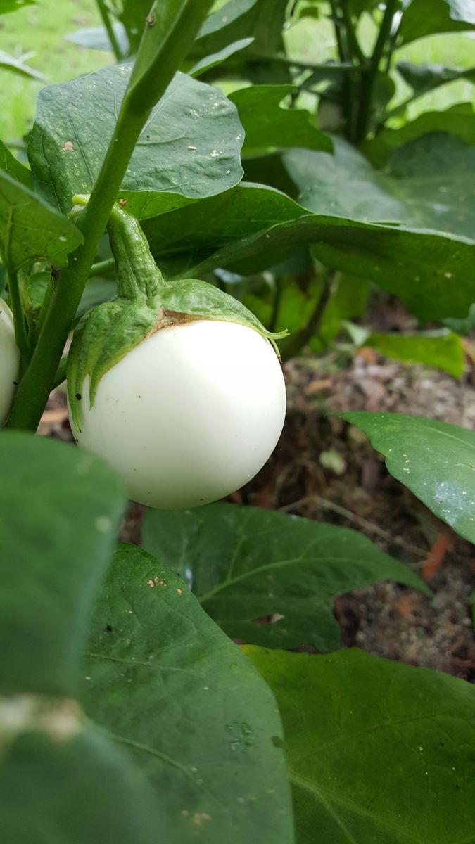 ふくおかルーバルガーデン2～秋の庭🎑へ❗植物園で出会えた花💠4～