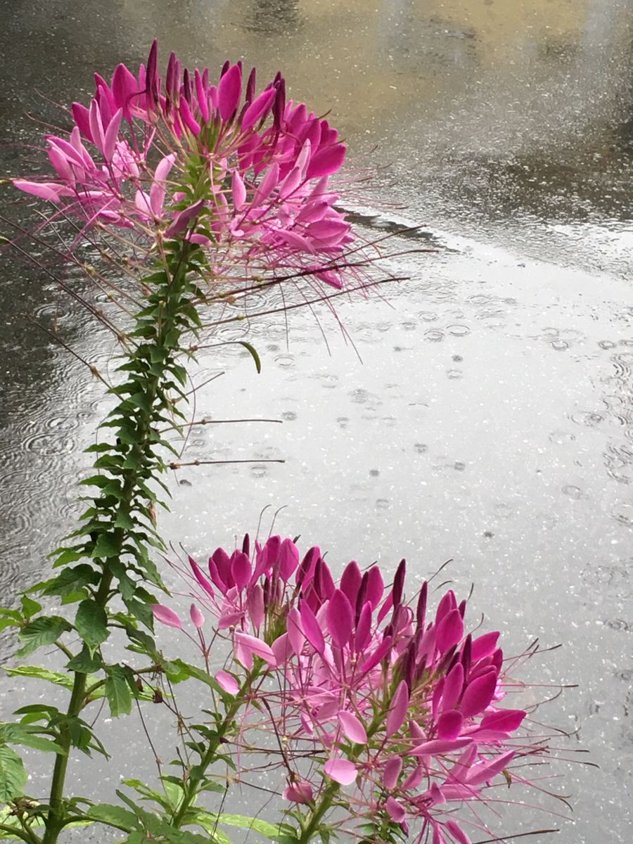 雨の日の方が綺麗〜〜✨