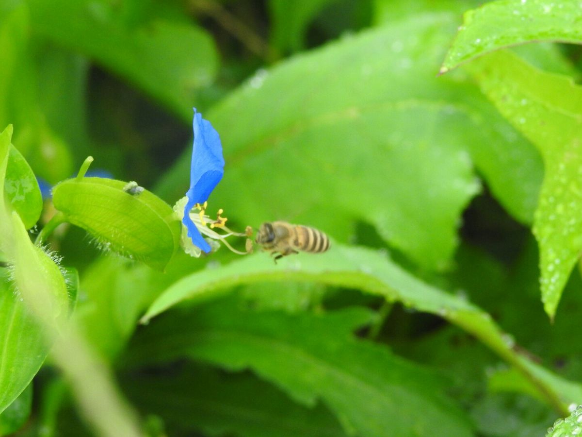 早朝見かけたお花。