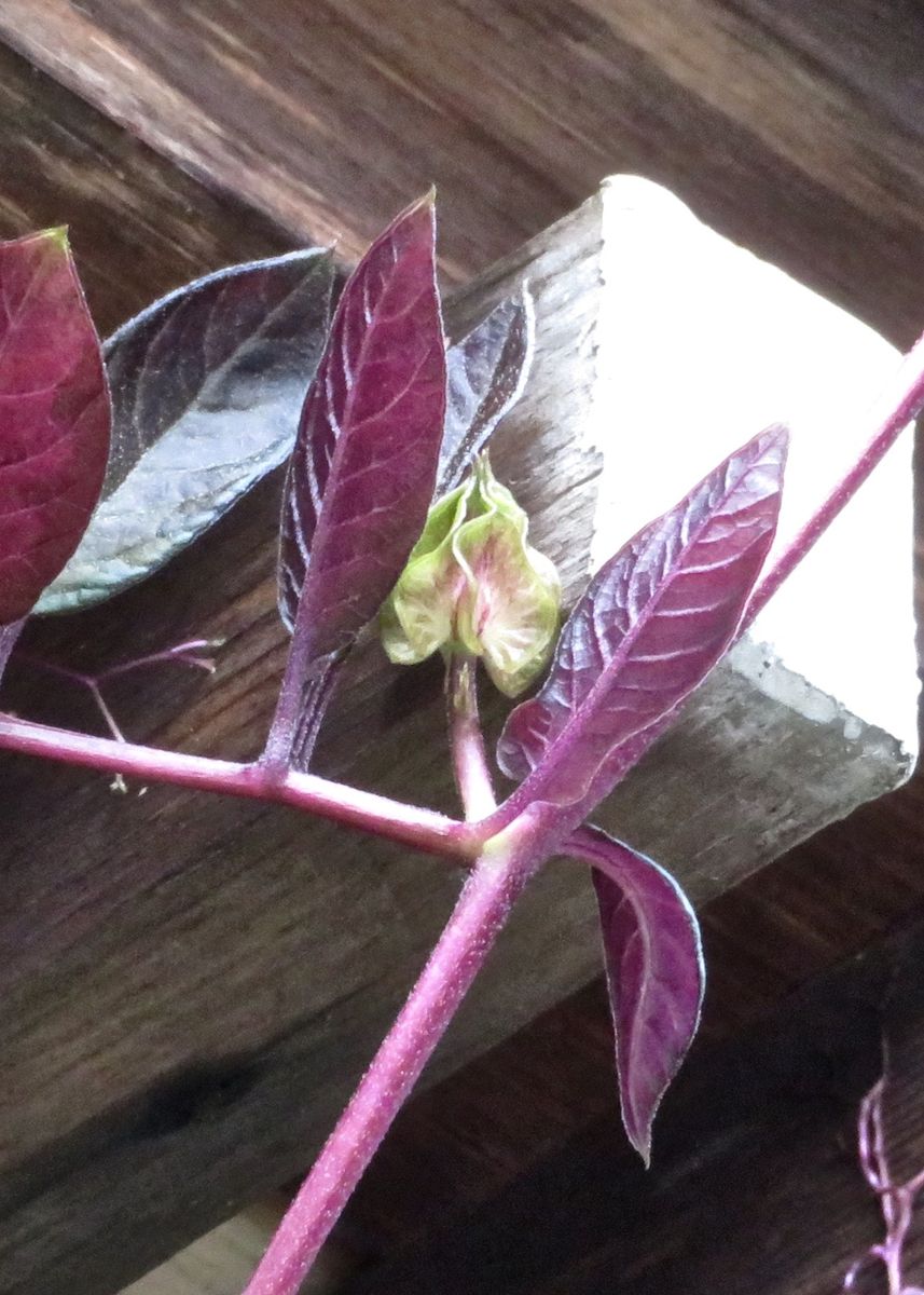 枯れ木に花を咲かせやしょう！