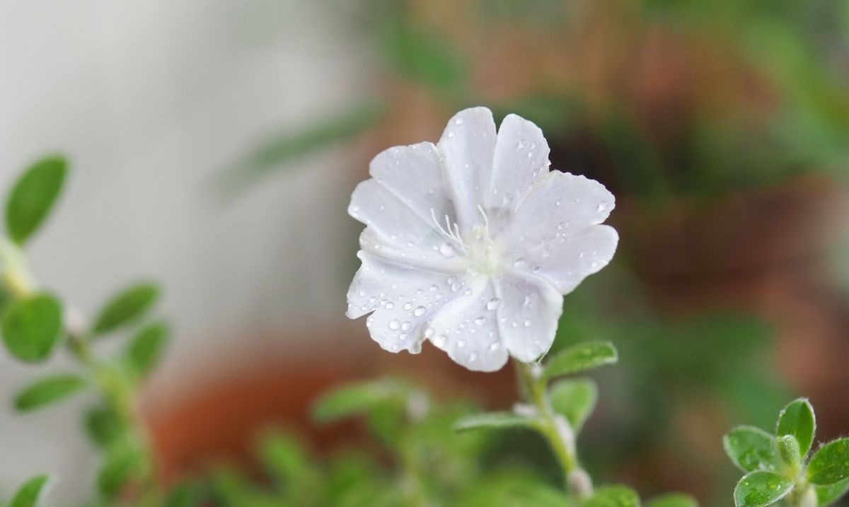 今日も雨もよう