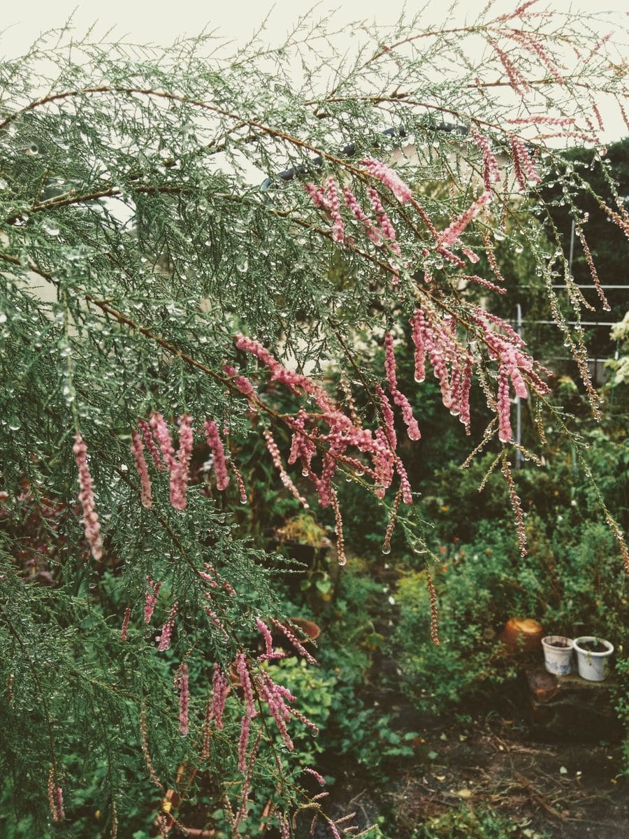 雨の雫