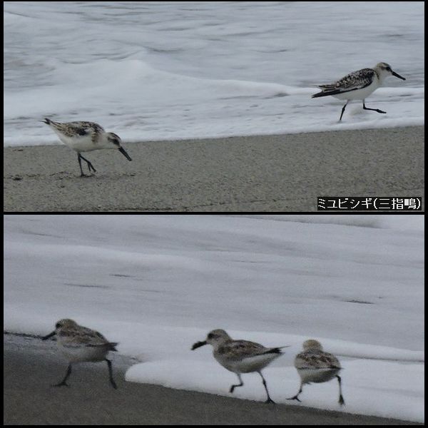 波打ち際の野鳥。ウォーキングMS⑥227日目(2052日)