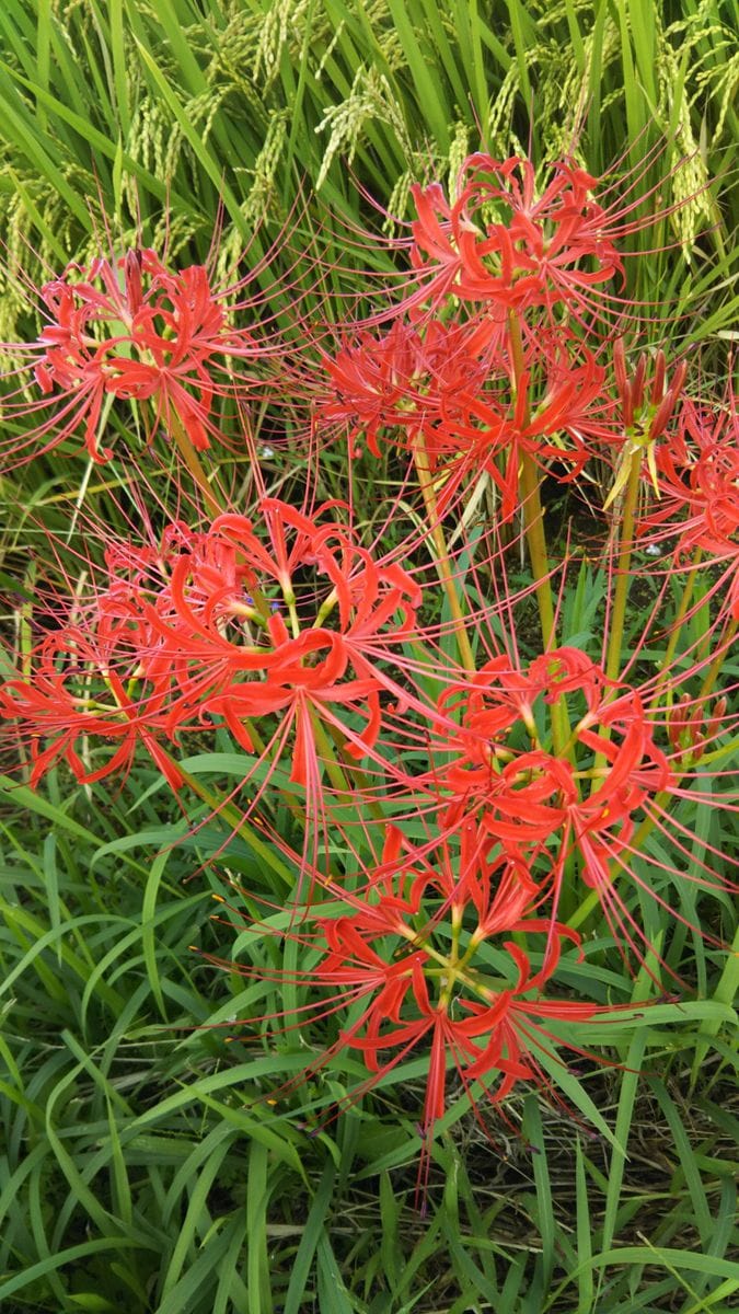 今年も また🌼