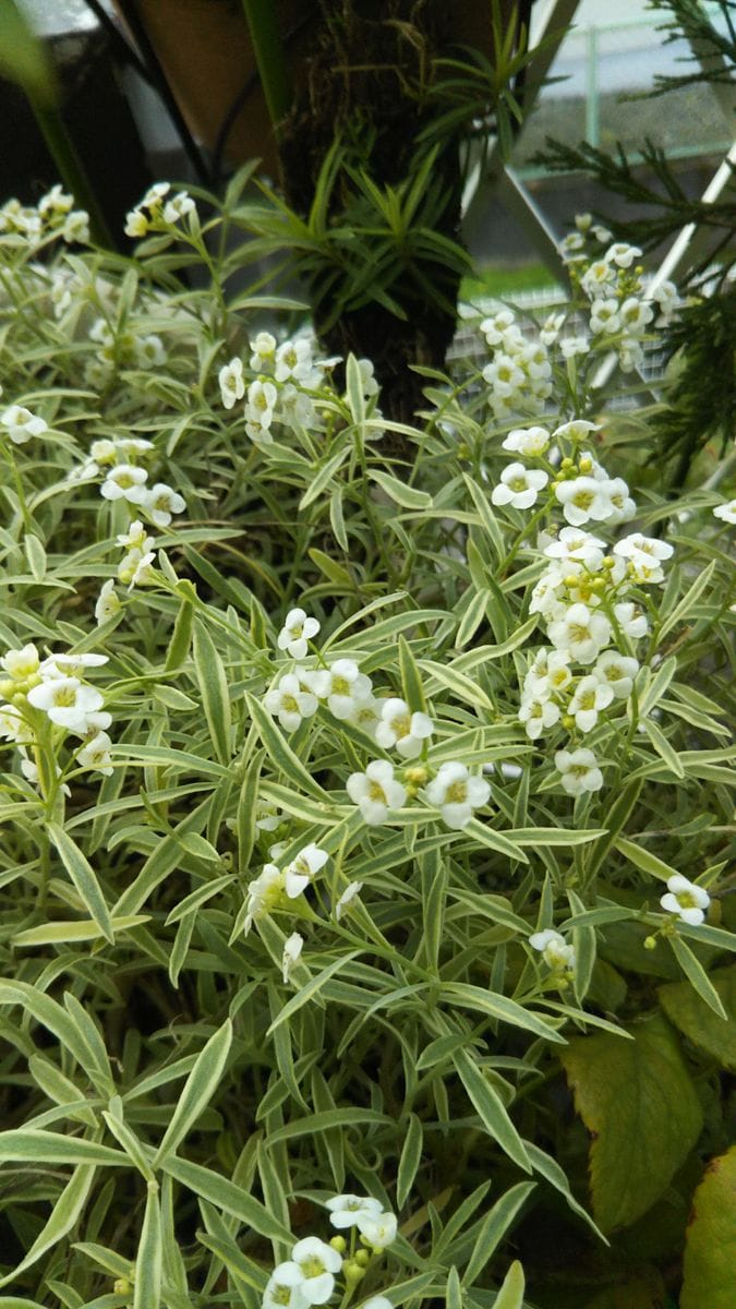 今年も また🌼