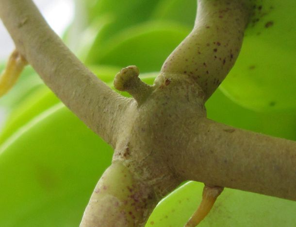 花座の確認