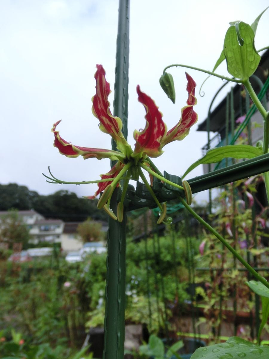 雨のち曇りのち晴れ