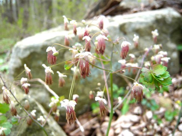 アパラチア山脈自然道の山野草その２