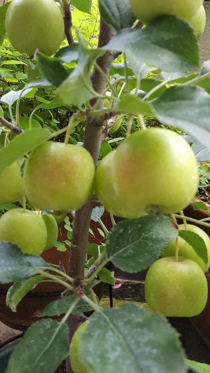 ふくおかルーバルガーデン2～秋の庭🎑へ❗お祝いにやって来たりんごの木🍎