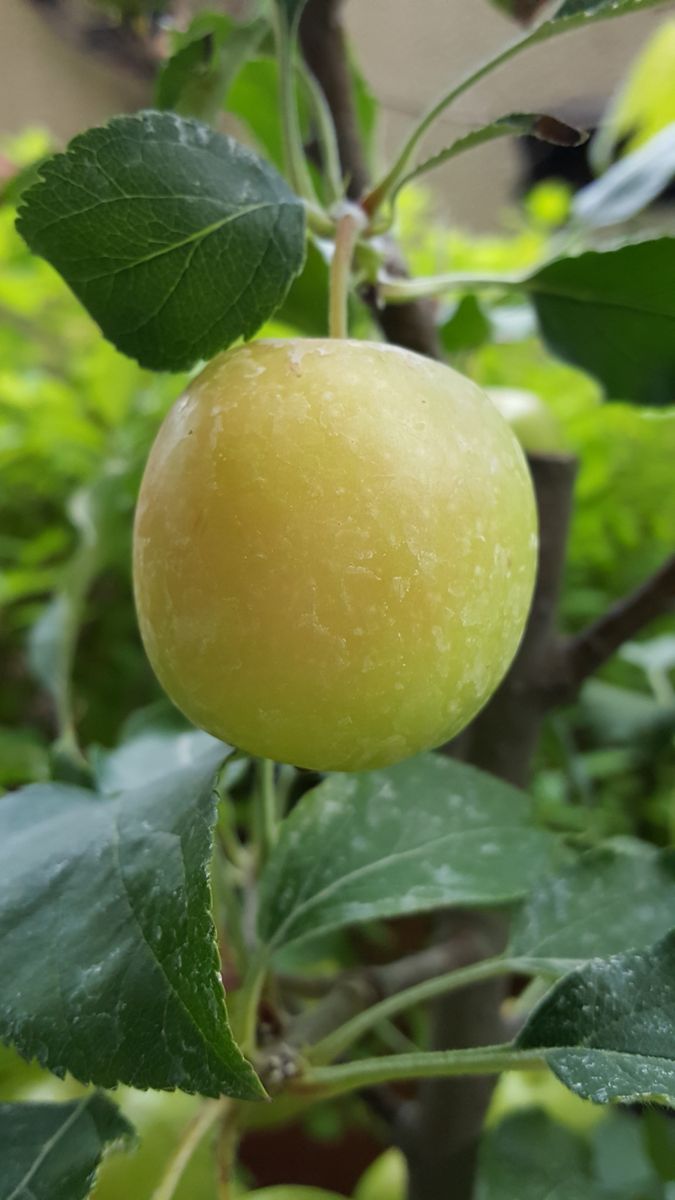 ふくおかルーバルガーデン2～秋の庭🎑へ❗お祝いにやって来たりんごの木🍎