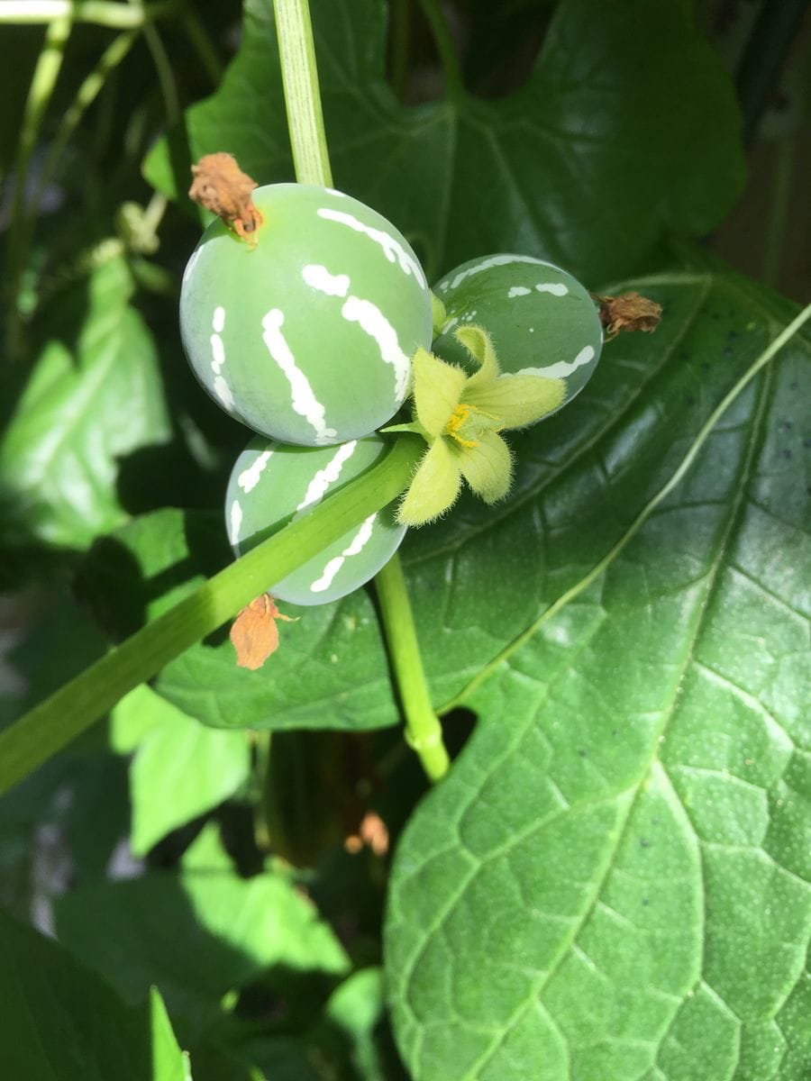 チドリソウの芽🌱発見！