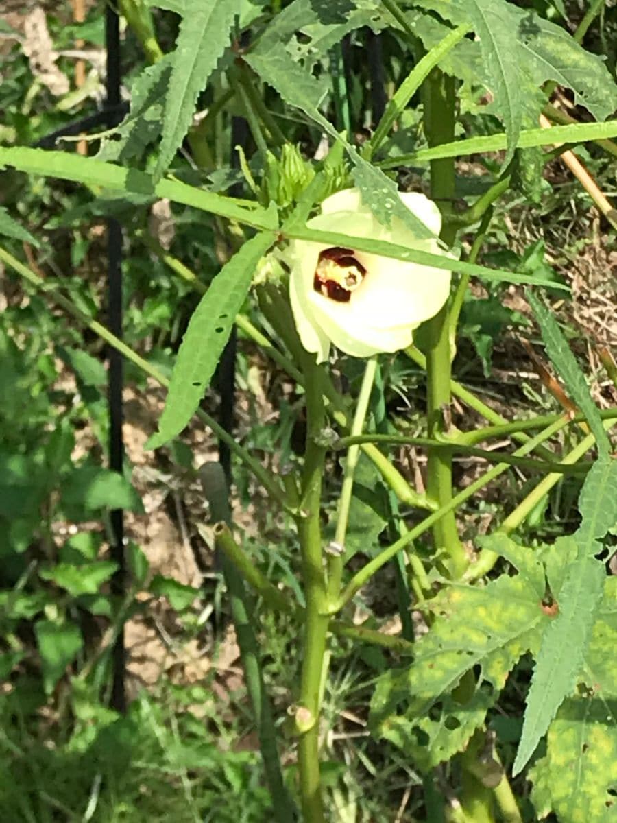 野菜達