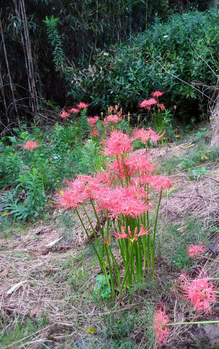 彼岸花